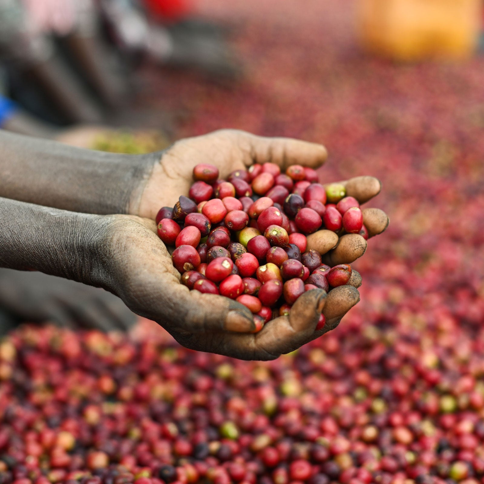 Hände zeigen Kaffeekirschen