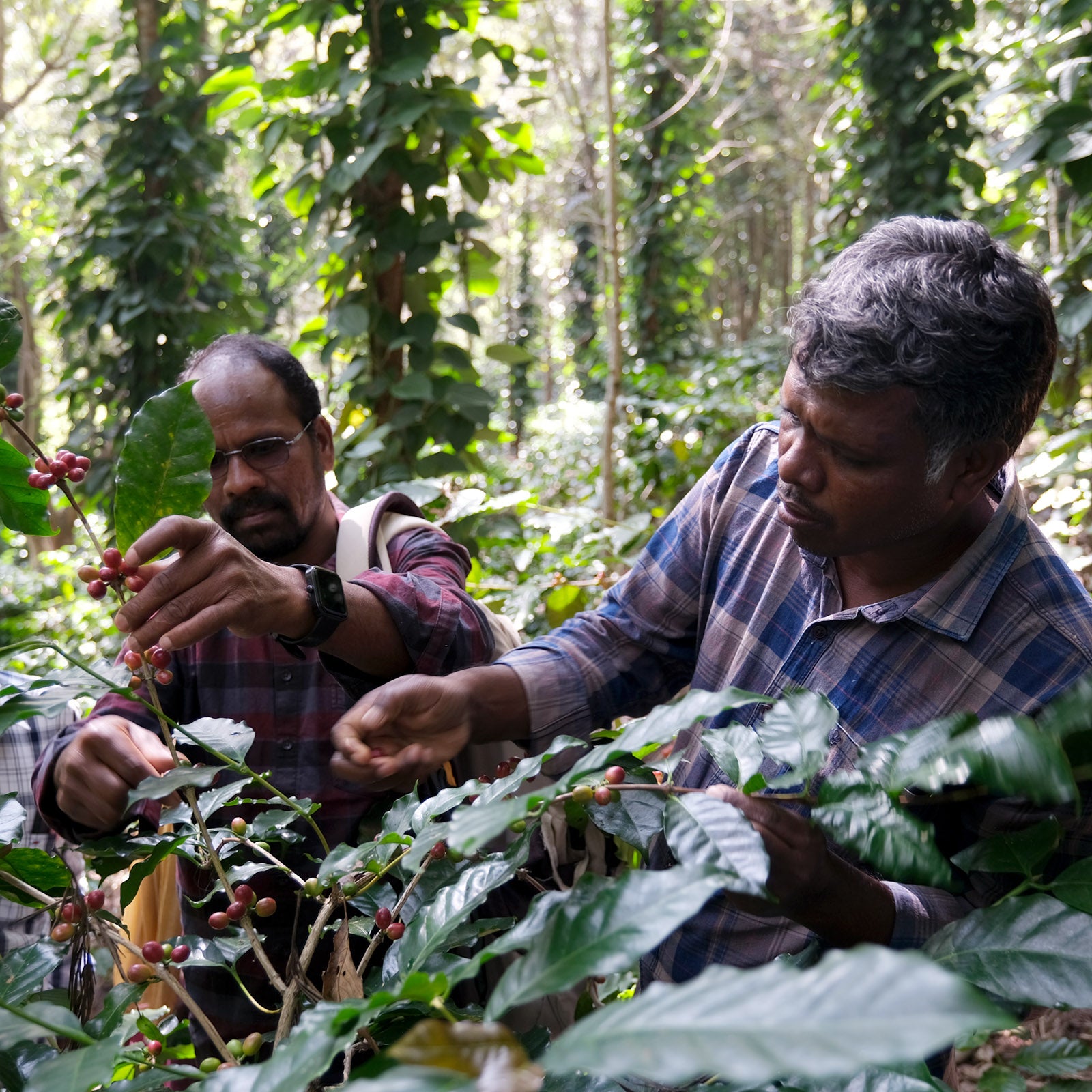 Kaffeefarmer pflücken Kaffee in Araku