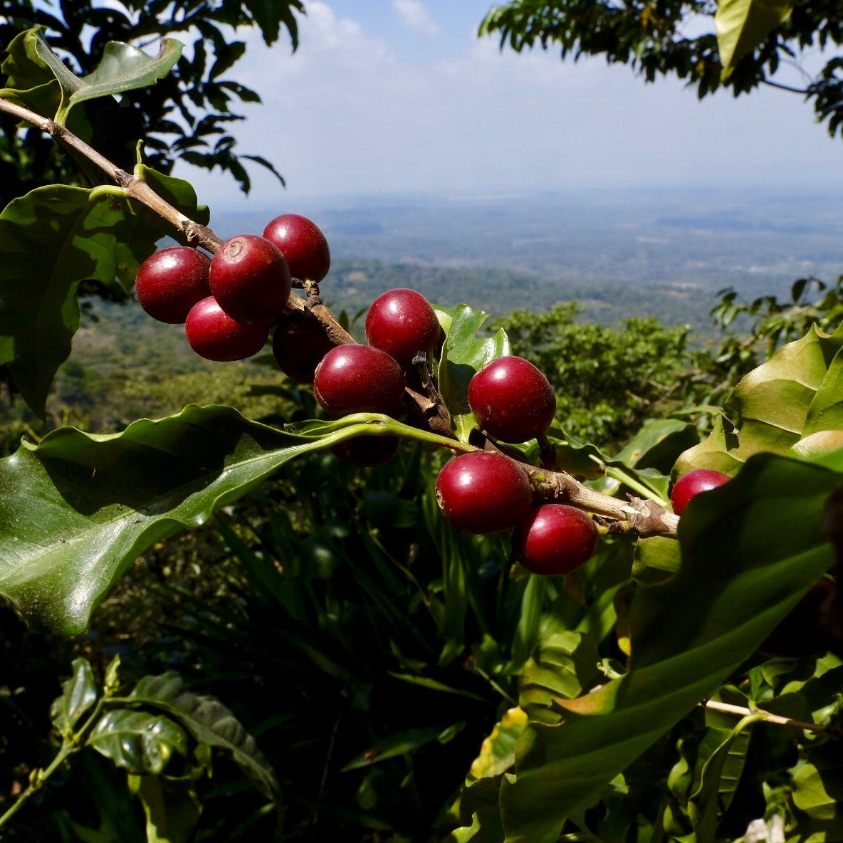 Pacamara Kirschen auf Finca La Dalia in El Salvador